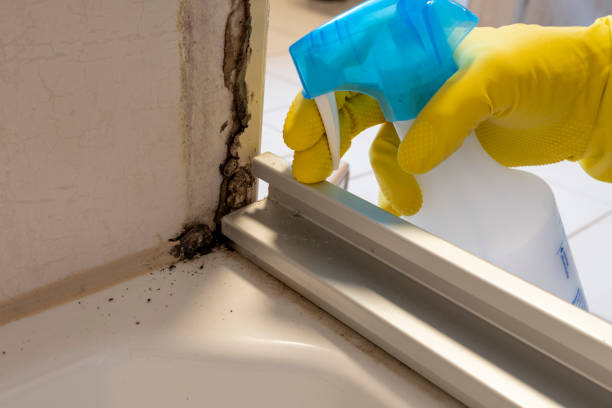 Best Black Mold Remediation in Martinsville, NJ