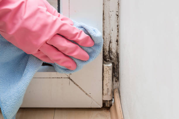 Best Residential Mold Remediation in Martinsville, NJ